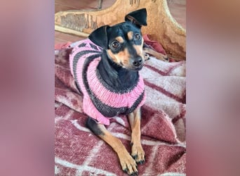 Herzallerliebste PINKY-sehr lieb, verschmust,sozial auf der Suche nach liebevollem Für-immer-Zuhause