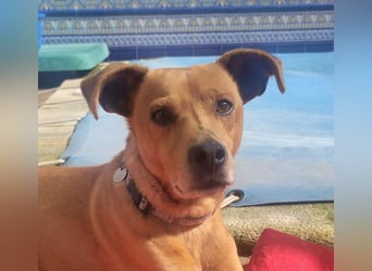 LEONARDO - anhänglich und gehorsam