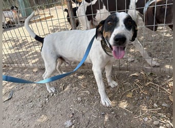 MONET-ein Herz auf 4 Pfoten mit außergewöhnlicher Loyalität sucht liebevolle Heimat