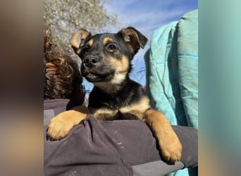 Süß, süßer, VALENTINO-aufgeweckt, voller verspielter Freude wartet er auf gepacktem Köfferchen