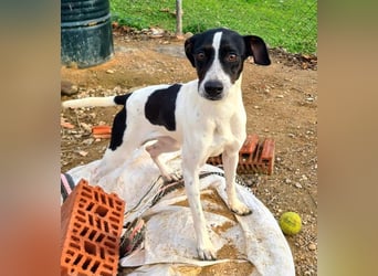 MASAI-sehr lieb, sanfte Seele sucht ihr liebevolles Für-immer-Zuhause