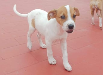 JACKIE-gut sozialisierter, unbeschwerter, liebevoller Schatz sucht sein Für-immer-Zuhause