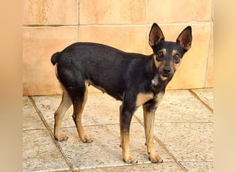 NEFERTARI-sehr liebes, zartes, verschmustes, soziales Hundemädchen sucht sein Für-immer-Plätzchen