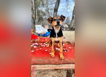 Süß, süßer ESTESO-aufgeweckt, voller verspielter Freude sitzt er auf gepacktem Köfferchen