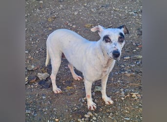 ENOLA-wartet auf ihr liebevolles Zuhause in dem sie für immer glücklich sein darf