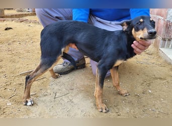 PEPITA-verspieltes, fröhiches Mädchen wartet sehnsüchtig auf liebevolles Für-immer-Zuhause