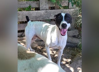 GOLFO-fröhlicher Menschenfreund sucht sein Für-immer-Zuhause