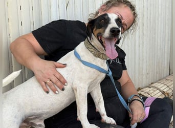 MONET-ein Herz auf 4 Pfoten mit außergewöhnlicher Loyalität sucht liebevolle Heimat