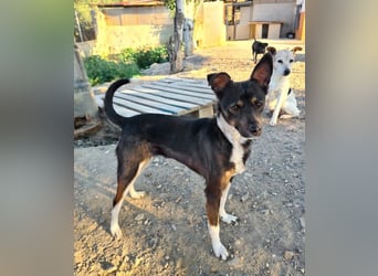 Zuckersüße KENIA-sanft, zärtlich hatte schon eine Familie und wartet auf neues Für-immer-Zuhause