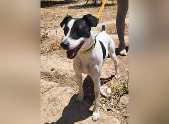 GOLFO-fröhlicher Menschenfreund sucht sein Für-immer-Zuhause
