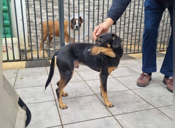 Unkomplizierte BARDOT-anhänglich, liebevoll, vertrauensvoll auf der Suche nach ihrer Für-immer-Fam.