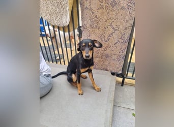 Unkomplizierte BARDOT-anhänglich, liebevoll, vertrauensvoll auf der Suche nach ihrer Für-immer-Fam.