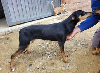 PEPITA-verspieltes, fröhiches Mädchen wartet sehnsüchtig auf liebevolles Für-immer-Zuhause