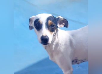 Fröhliche INGRID-wartet in 79106 Freiburg sehnsüchtig auf ihre Für-immer-Familie