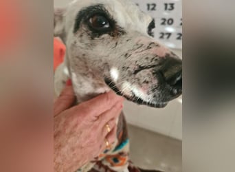 ENOLA-wartet auf ihr liebevolles Zuhause in dem sie für immer glücklich sein darf