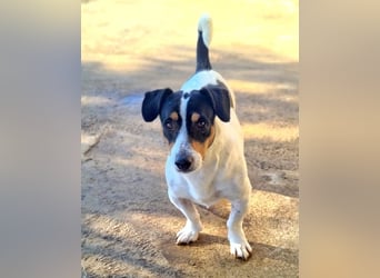 DUDLEY-menschenbezogen und verschmust sehnt er sich nach seiner liebevollen Für-immer Familie