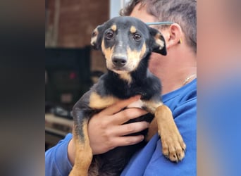 PEPITA-verspieltes, fröhiches Mädchen wartet sehnsüchtig auf liebevolles Für-immer-Zuhause