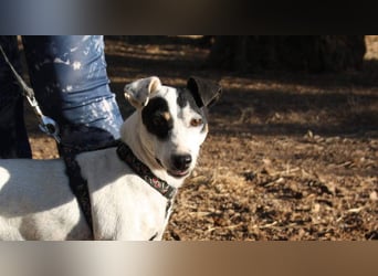 LAKY-freundlich, gesellig, lebhaft, fröhlich wartet sie sehnsüchtig auf ihre liebevolle Familie