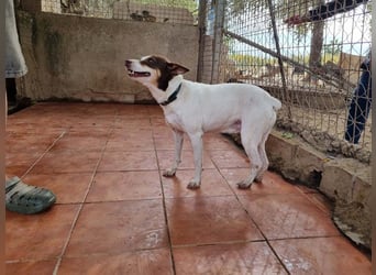 Süße CUQUI-anpassungsfähig, folgsam,hochmotiviert-wer bietet ihr ein liebevolles "Für-immer Zuhause"