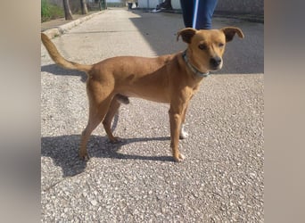 LEONARDO - anhänglich und gehorsam