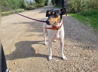 BAMBINO-sanfte, gelassene Seele mit großem Herzen wartet sehnsüchtig auf sein Für-Immer-Zuhause