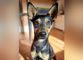 NEFERTARI-sehr liebes, zartes, verschmustes, soziales Hundemädchen sucht sein Für-immer-Plätzchen