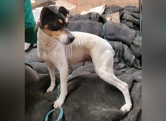 O`HARA - gesellig und anhänglich