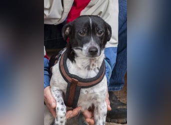 ORION-keiner Sonnenschein sucht dringend liebevolles Für-immer-Zuhause