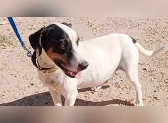 MONET-ein Herz auf 4 Pfoten mit außergewöhnlicher Loyalität sucht liebevolle Heimat