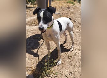 GOLFO-fröhlicher Menschenfreund sucht sein Für-immer-Zuhause