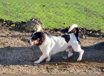 DUDLEY-menschenbezogen und verschmust sehnt er sich nach seiner liebevollen Für-immer Familie