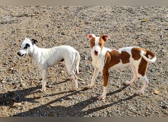 ENOLA-wartet auf ihr liebevolles Zuhause in dem sie für immer glücklich sein darf