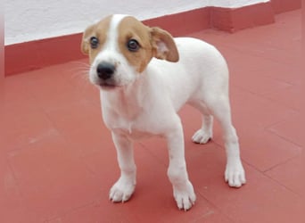 JACKIE-gut sozialisierter, unbeschwerter, liebevoller Schatz sucht sein Für-immer-Zuhause