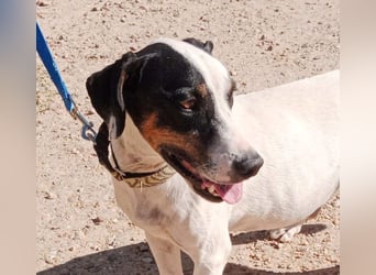 MONET-ein Herz auf 4 Pfoten mit außergewöhnlicher Loyalität sucht liebevolle Heimat