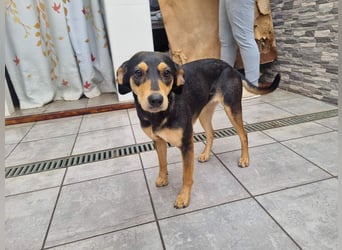 Unkomplizierte BRIGITTE-liebevoll, voller Vertrauen und mit Hoffnung auf ein lievevolles Zuhause