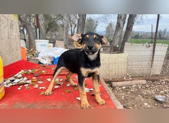 Süß, süßer, VALENTINO-aufgeweckt, voller verspielter Freude wartet er auf gepacktem Köfferchen