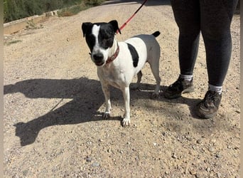 GOLFO-fröhlicher Menschenfreund sucht sein Für-immer-Zuhause
