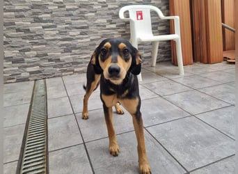 Unkomplizierte BRIGITTE-liebevoll, voller Vertrauen und mit Hoffnung auf ein lievevolles Zuhause