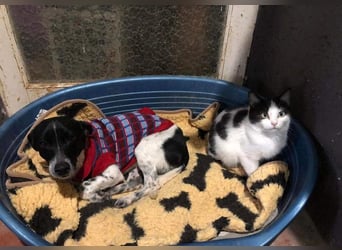 ORION-keiner Sonnenschein sucht dringend liebevolles Für-immer-Zuhause