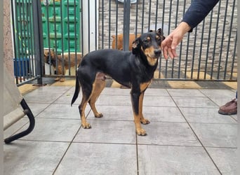 Unkomplizierte BARDOT-anhänglich, liebevoll, vertrauensvoll auf der Suche nach ihrer Für-immer-Fam.