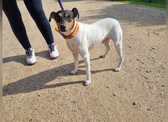 BAMBINO-sanfte, gelassene Seele mit großem Herzen wartet sehnsüchtig auf sein Für-Immer-Zuhause