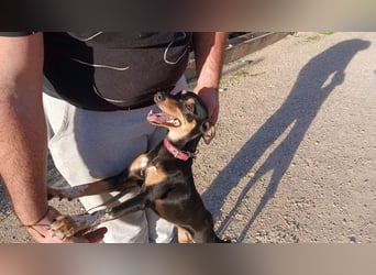 ZOE-überaus freundliche kleine Maus sucht sehnsüchtig ihr liebevolles Für-immer-Zuhause