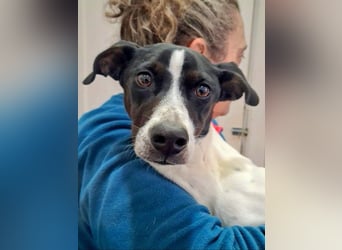 MASAI-sehr lieb, sanfte Seele sucht ihr liebevolles Für-immer-Zuhause