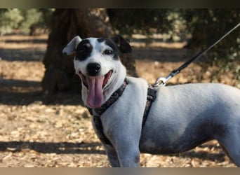 LAKY-freundlich, gesellig, lebhaft, fröhlich wartet sie sehnsüchtig auf ihre liebevolle Familie