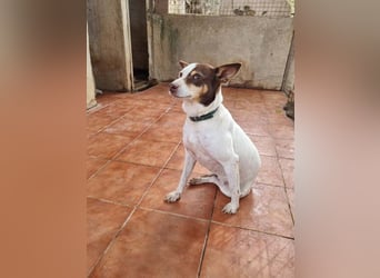 Süße CUQUI-anpassungsfähig, folgsam,hochmotiviert-wer bietet ihr ein liebevolles "Für-immer Zuhause"