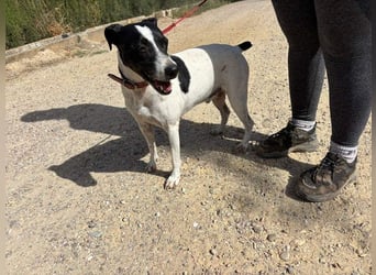 GOLFO-fröhlicher Menschenfreund sucht sein Für-immer-Zuhause