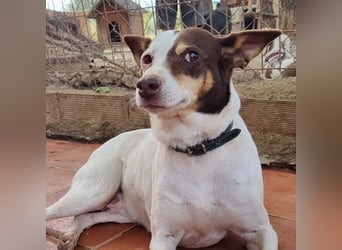 Süße CUQUI-anpassungsfähig, folgsam,hochmotiviert-wer bietet ihr ein liebevolles "Für-immer Zuhause"