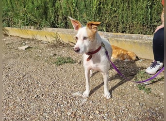 TOBY-hatte ein schönes Zuhause und wurde von Herzen geliebt-sucht dringend sein neues Zuhause