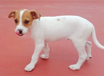 JACKIE-gut sozialisierter, unbeschwerter, liebevoller Schatz sucht sein Für-immer-Zuhause