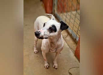 ENOLA-wartet auf ihr liebevolles Zuhause in dem sie für immer glücklich sein darf